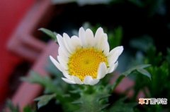 【技巧】白晶菊怎么养，4种养殖技巧快速爆盆