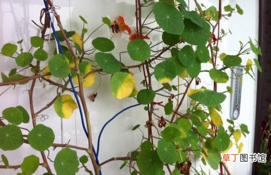 【叶子】旱金莲叶子发黄：发黄的原因及解决方法