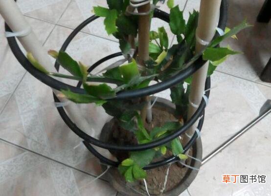 【兰花】自制蟹爪兰花架的方法，盘点最简单的3种花架制作法