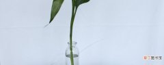 【富贵竹】水培富贵竹的养殖方法及注意事项