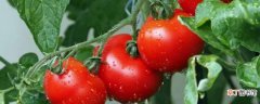 【图解】西红柿打叉掐尖图解