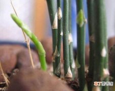 【新芽】文竹怎么养才能抽新芽，四种解决方法让你的文竹疯长