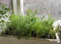 【种植】自家阳台怎样种植茴香：用带根的茴香进行二次种植