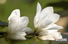 【白兰花】白玉兰和白兰花的区别：白玉兰花朵大且花色雪白如玉；白兰花花色
