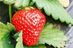 【草莓】一亩大棚草莓利润多少，每亩利润可高达1～3万元左右