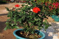 【施肥】玫瑰怎么施肥，不同生长时期合理施肥花开满盆