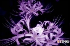 【美丽】世界上最妖娆最毒的花，盘点十大妖娆美丽的毒花