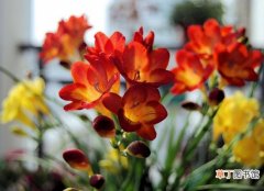 【春节】怎样使小苍兰在元旦或春节期间开花
