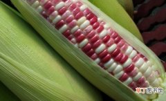 【种植】糯玉米的种植技术：从选种到采收，一步步教你如何种植糯玉米