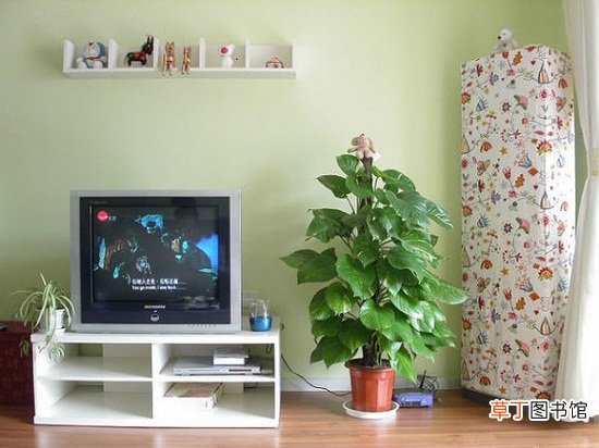 【花卉】为什么花卉不能摆在电视旁边：电视机发出的X射线会使花卉萎缩及凋谢
