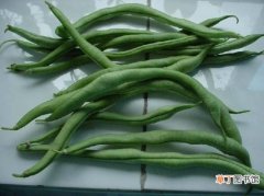 【营养】四季豆的营养价值：常食可健脾胃增食欲