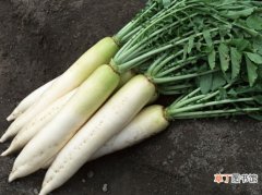 【吃】萝卜怎么吃：关于萝卜的九种美味吃法