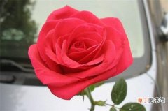 【常见】送玫瑰花朵数的含义，详解常见十种朵数含义