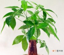 【养殖】发财树如何养殖，四种方法让你养出枝繁叶茂的发财树
