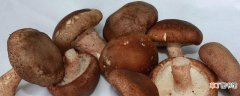 【多】蘑菇一斤多少钱
