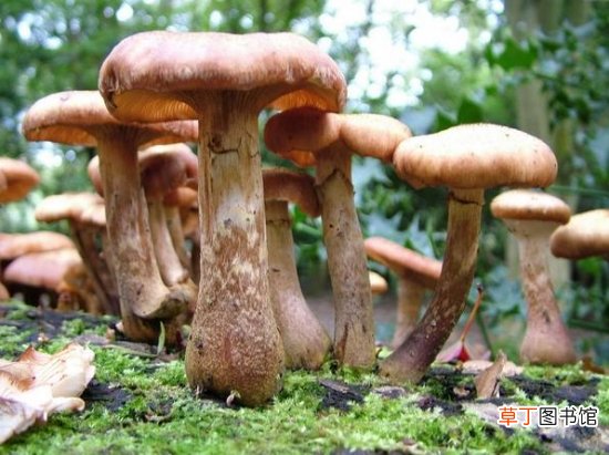 【种植方法】蘑菇的种植方法：温暖阴湿，富含有机质