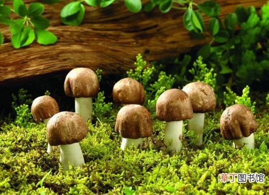 【种植方法】蘑菇的种植方法：温暖阴湿，富含有机质