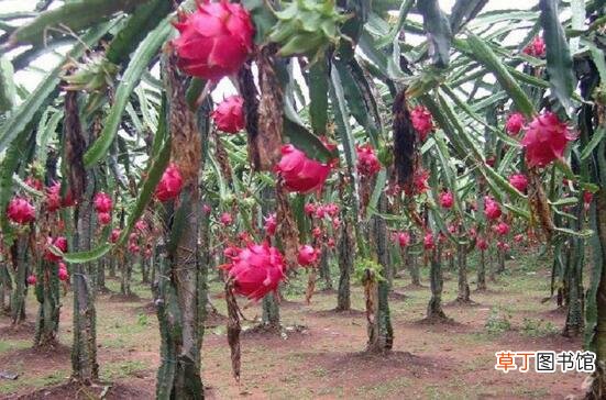 【盆栽】火龙果盆栽种植方法，5种简单方法教种出你超多火龙果