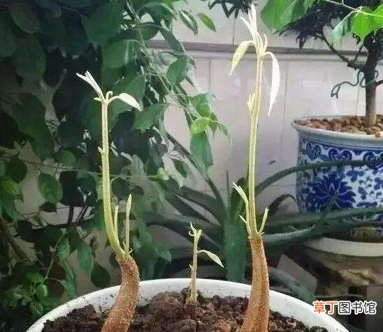 【盆栽】榴莲籽怎么种小盆栽，从种子到榴莲小树苗只需五步