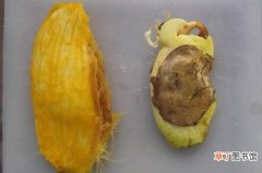 【盆栽】芒果核怎么种盆栽，详解芒果核盆栽过程