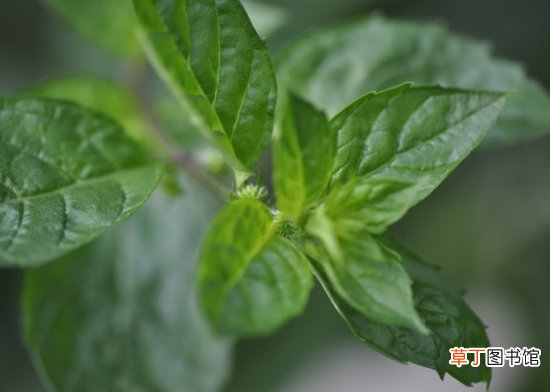 【养殖方法】胡椒薄荷的养殖方法：喜温暖、湿润的环境