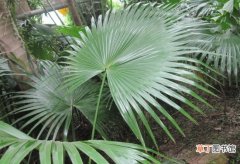 【养殖方法】棕榈的养殖方法：喜温暖、湿润和阳光充足，忌暴晒