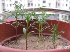 【播种】波斯菊什么时候播种：波斯菊常采用的播种的方式繁殖，在每年的4月