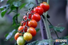 【种植】小番茄种植管理技术，做好播种和管理各四步