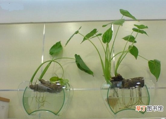 【水质】水生植物怎么养：经常注意水质变化，光照及营养