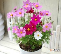 【花期】波斯菊一年开几次花，5～10月花期一年可开花两次