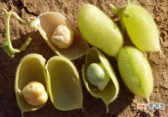 【吃】鹰嘴豆每天吃多少：一天食用50克鹰嘴豆为宜