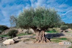 【树】橄榄树的资料：对橄榄树进行深入剖析介绍
