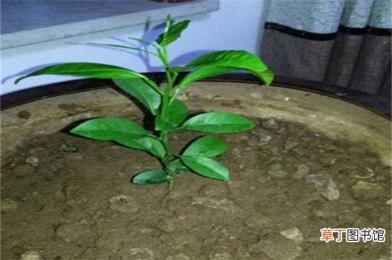 【新芽】桔子树不发新芽怎么办，对症下药或修剪或加肥水