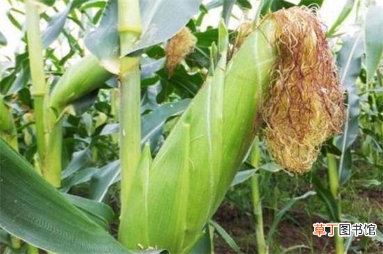 【成熟】玉米啥时候成熟