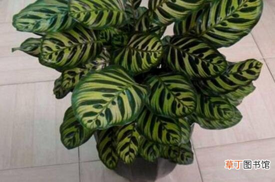 【养殖方法】红羽竹芋的养殖方法与注意事项