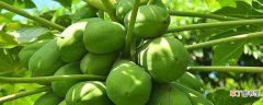 【种植方法】木瓜怎么种植方法如下