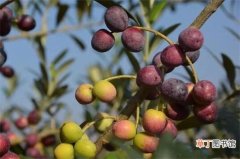 【品种】橄榄花品种大全，盘点十大不同橄榄花