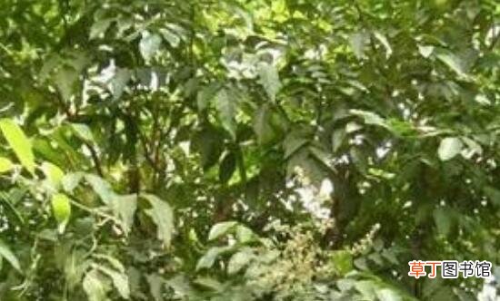 【果树】黄皮果树叶功效与作用，助消化增强抵抗力还能治感冒