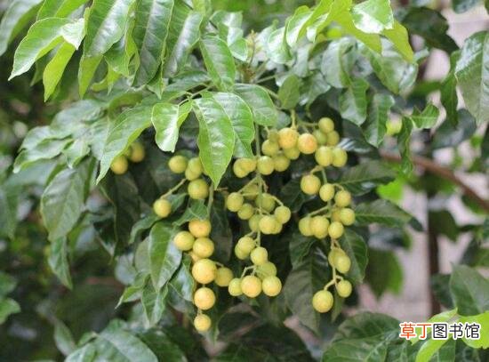 【果树】黄皮果树叶功效与作用，助消化增强抵抗力还能治感冒