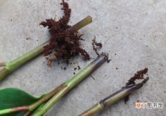 【烂根】豆瓣绿烂根的解决办法：利用豆瓣绿易扦插的特点来重新繁殖