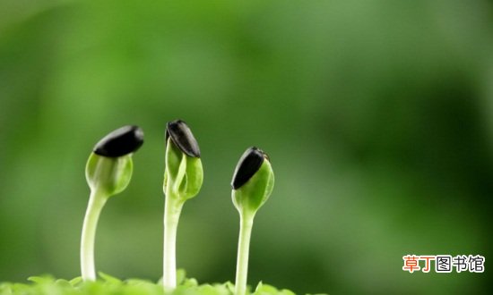 【播种】向日葵传播种子的方法，5种方法种子即落地生根