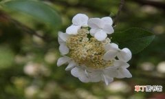 【病虫害】琼花的病虫害防治，白粉病需剪枝通风养护