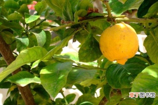 【种植】手指柠檬的种植技术