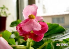 【养殖方法】四季海棠的养殖方法和注意事项：过湿易烂根,修剪可多开花