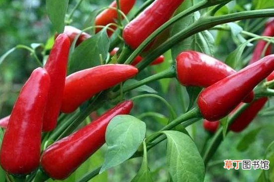【种植】辣椒子怎么种植发芽