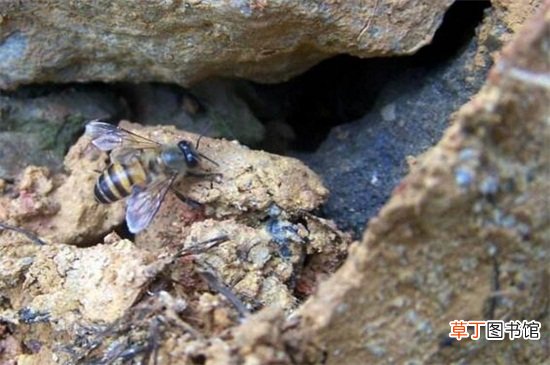 【方法】引诱蜜蜂最快的方法，5种快速招引蜜蜂的小妙招