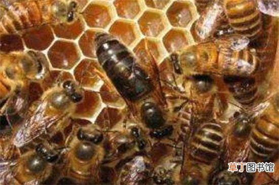 【方法】引诱蜜蜂最快的方法，5种快速招引蜜蜂的小妙招