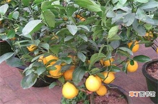 【树叶】柠檬树叶子发黄，遮阴防晒追施肥料
