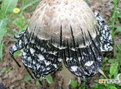 【蘑菇】罕见蘑菇大观：15种罕见蘑菇，你一定没见过