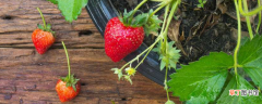 【草莓】家里可以种草莓吗